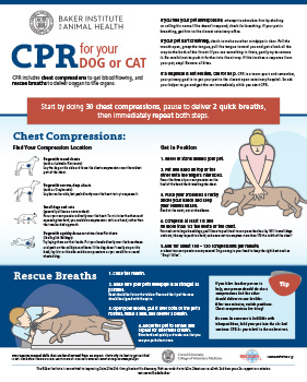 Pet CPR Infographic - Just Released! | Cornell University College of